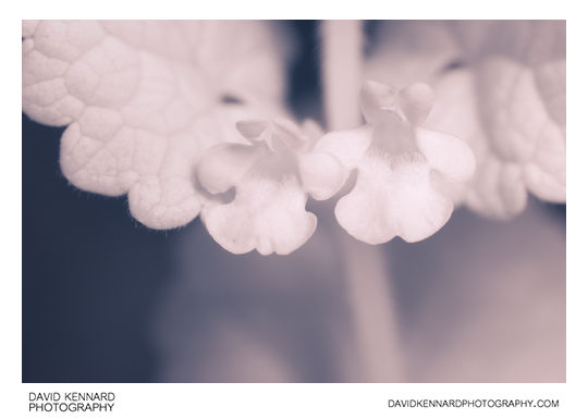 Ground Ivy (Glechoma hederacea) flowers [IR]
