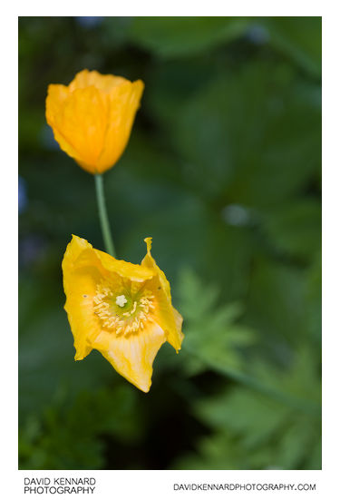 Orange Welsh Poppy (Meconopsis cambrica var. aurantiaca) flower