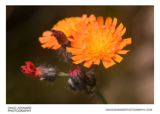Pilosella aurantiaca (Orange Hawkweed) flowers