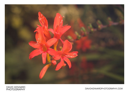 Red Montbretia flowers