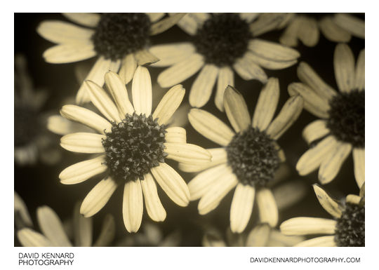 Silver Ragwort (Jacobaea maritima) flowers [UV]