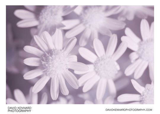 Silver Ragwort (Jacobaea maritima) flowers [IR]