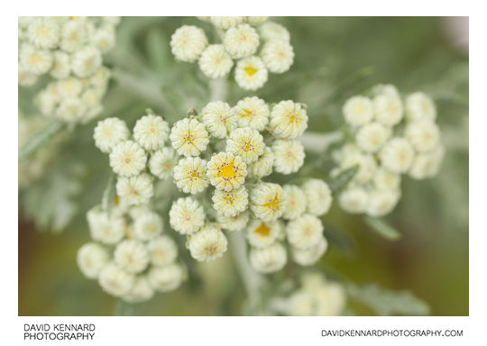 Silver Ragwort (Jacobaea maritima) flower buds