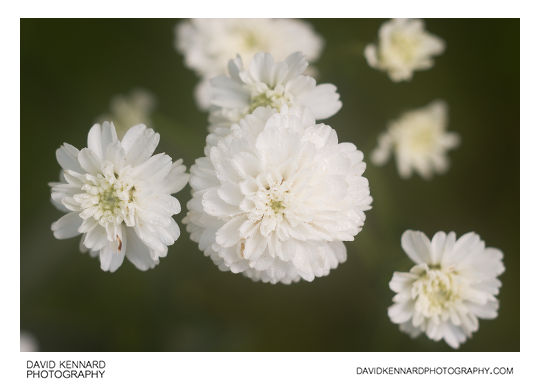 Achillea ptarmica 'The Pearl' flowers