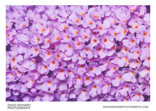 Buddleja davidii purple flowers
