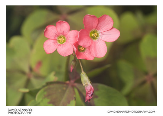 Oxalis tetraphylla (Four-leaved Pink-sorrel) flowers