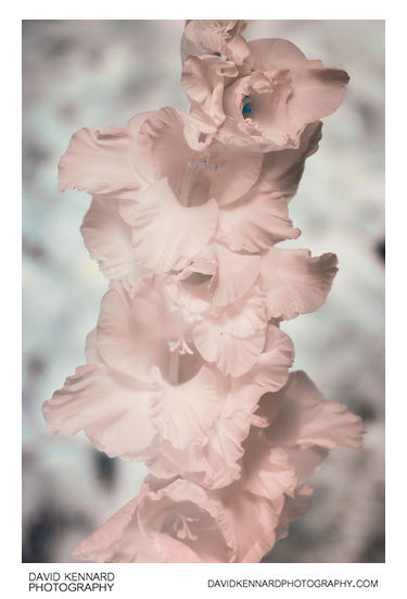 Gladiolus × hortulanus 'Priscilla' [IR]