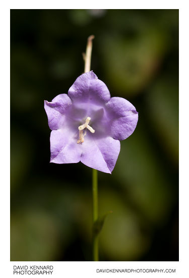 Campanula persicifolia 'Telham Beauty' flower
