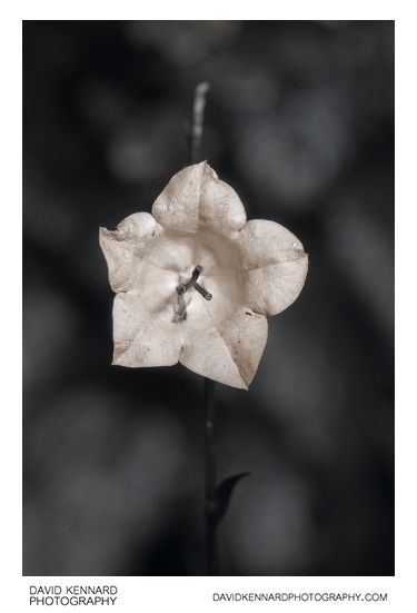 Campanula persicifolia 'Telham Beauty' flower [UV]