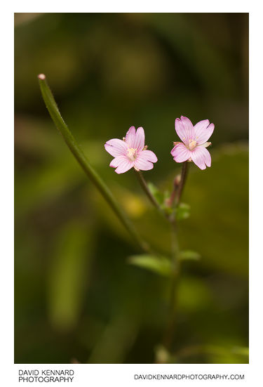 Marsh Willowherb flowers