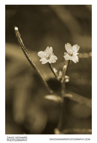 Marsh Willowherb flowers [UV]