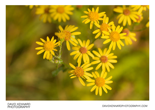Jacobaea vulgaris (Common Ragwort) flowers
