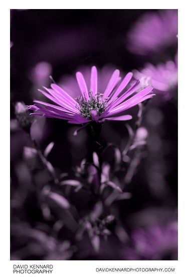 [UV] Michaelmas daisy (Aster sp.) flower