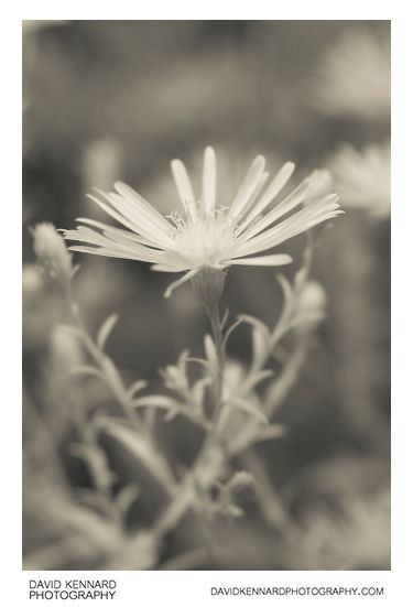 [IR] Michaelmas daisy (Aster sp.) flower