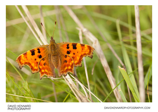 Polygonia c-album (Comma butterfly)