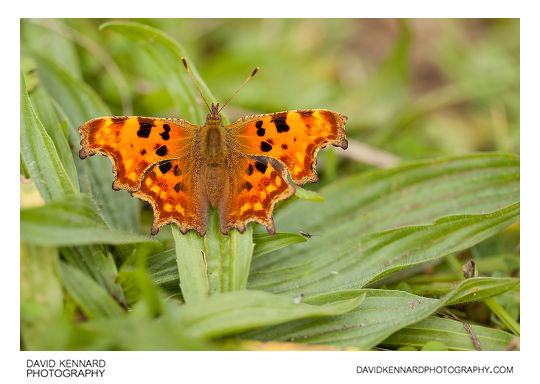Polygonia c-album (Comma butterfly)