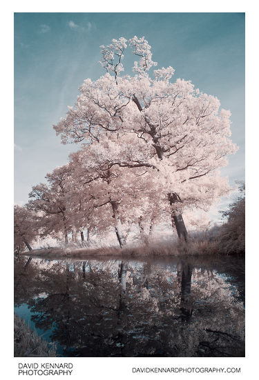 [IR] Trees along the GU Canal