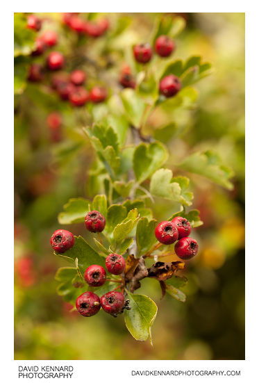 Hawthorn fruit (Crataegus monogyna)