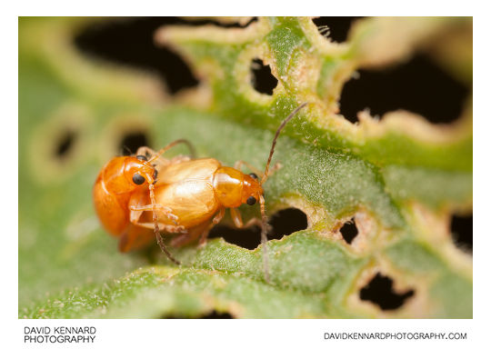 Longitarsus jacobaeae (Tansy Ragwort Flea beetle) in copula