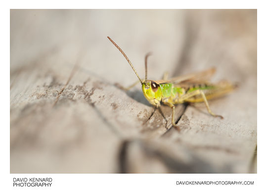Chorthippus parallelus parallelus (Meadow Grasshopper)