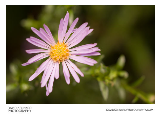 Aster sp. (Michaelmas daisy) flower