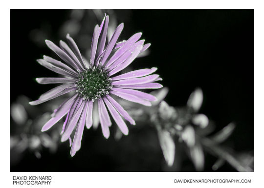 [UV] Aster sp. (Michaelmas daisy) flower