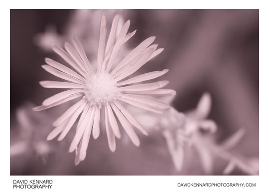 [IR] Aster sp. (Michaelmas daisy) flower