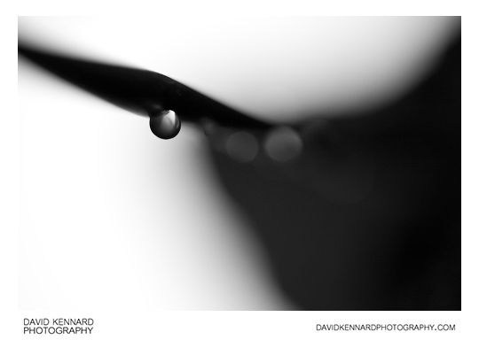 Raindrop abstract