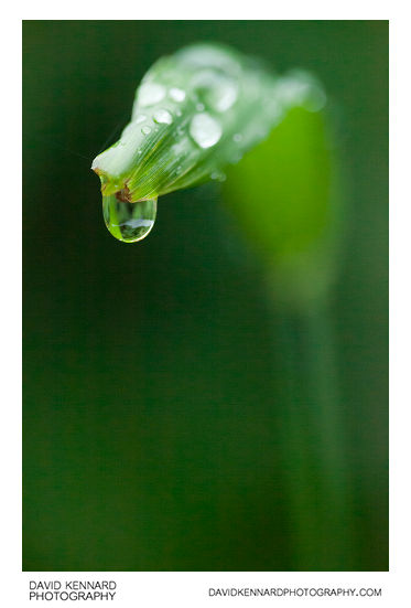 Raindrop hanging from grass