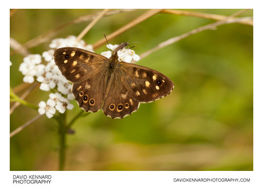 Pararge aegeria tircis (Speckled Wood butterfly)