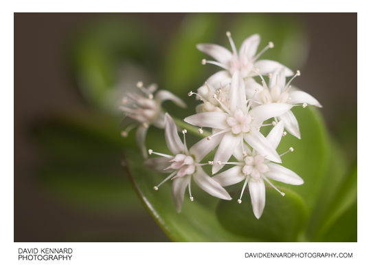 Crassula ovata (Money tree) flowers