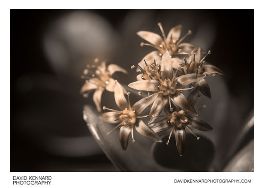 Crassula ovata (Money tree) flowers [UV]