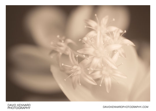 Crassula ovata (Money tree) flowers [IR]