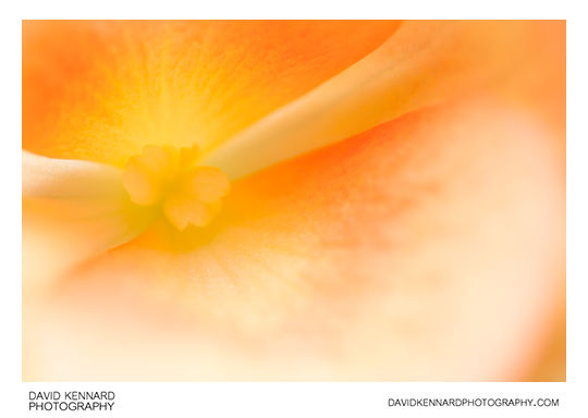 Begonia flower abstract