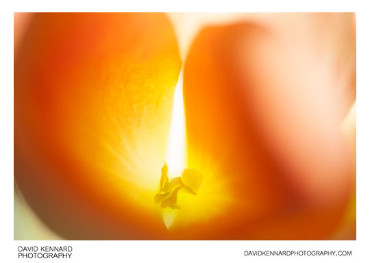 Begonia flower abstract