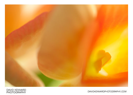 Begonia flower abstract