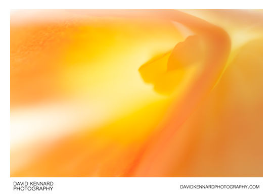 Begonia flower abstract