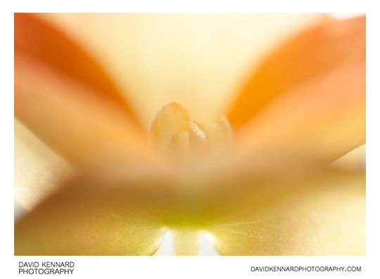 Begonia flower abstract