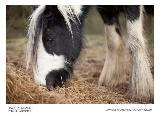 Gypsy-cob horse eating hay