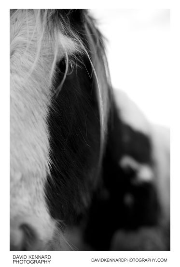 Gypsy-cob horse portrait