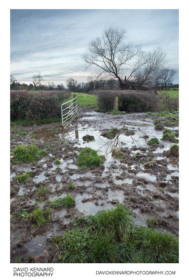 Wet, muddy gate between two fields