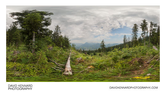 Forest clearing on Kehlstein