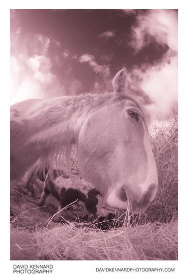 Horse eating hay [Fisheye | IR]