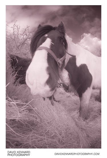 Gypsy-cob Horse eating hay [Fisheye | IR]