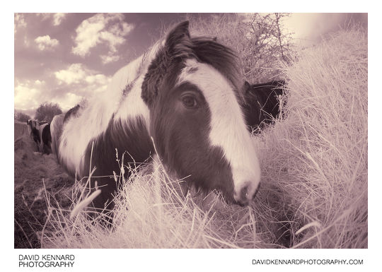 Young Gypsy-cob Horse munching hay [IR]