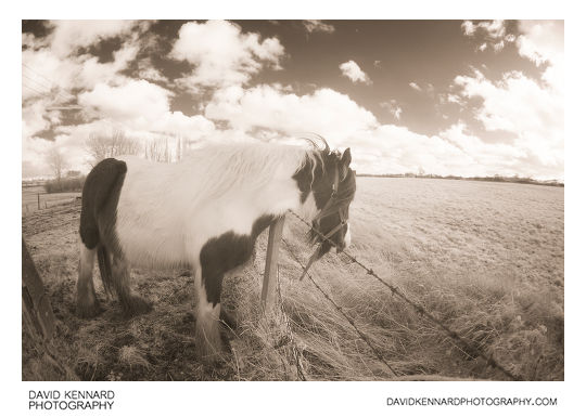 Horse rubbing on barbed wire [IR]