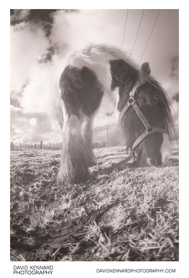 Gypsy-cob Horse feeding [IR | Fisheye]