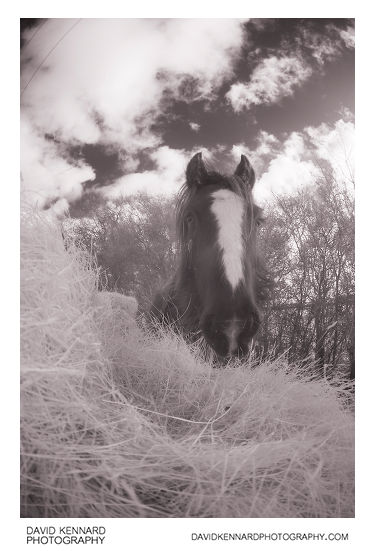 Gypsy-cob Horse with pile of hay [IR]
