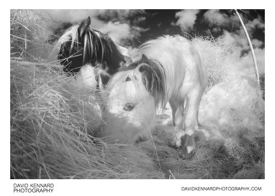 Gypsy-cob horses eating hay [IR | B&W]