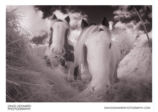 Gypsy-cob horses eating hay